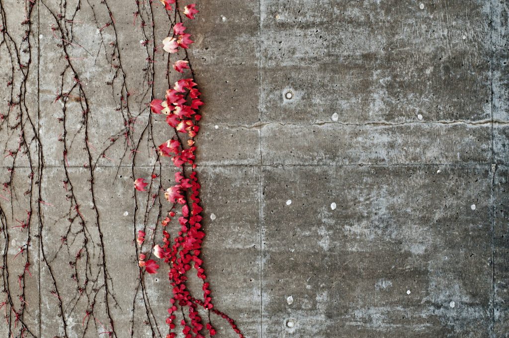 red flowers climbing a bare concrete wall